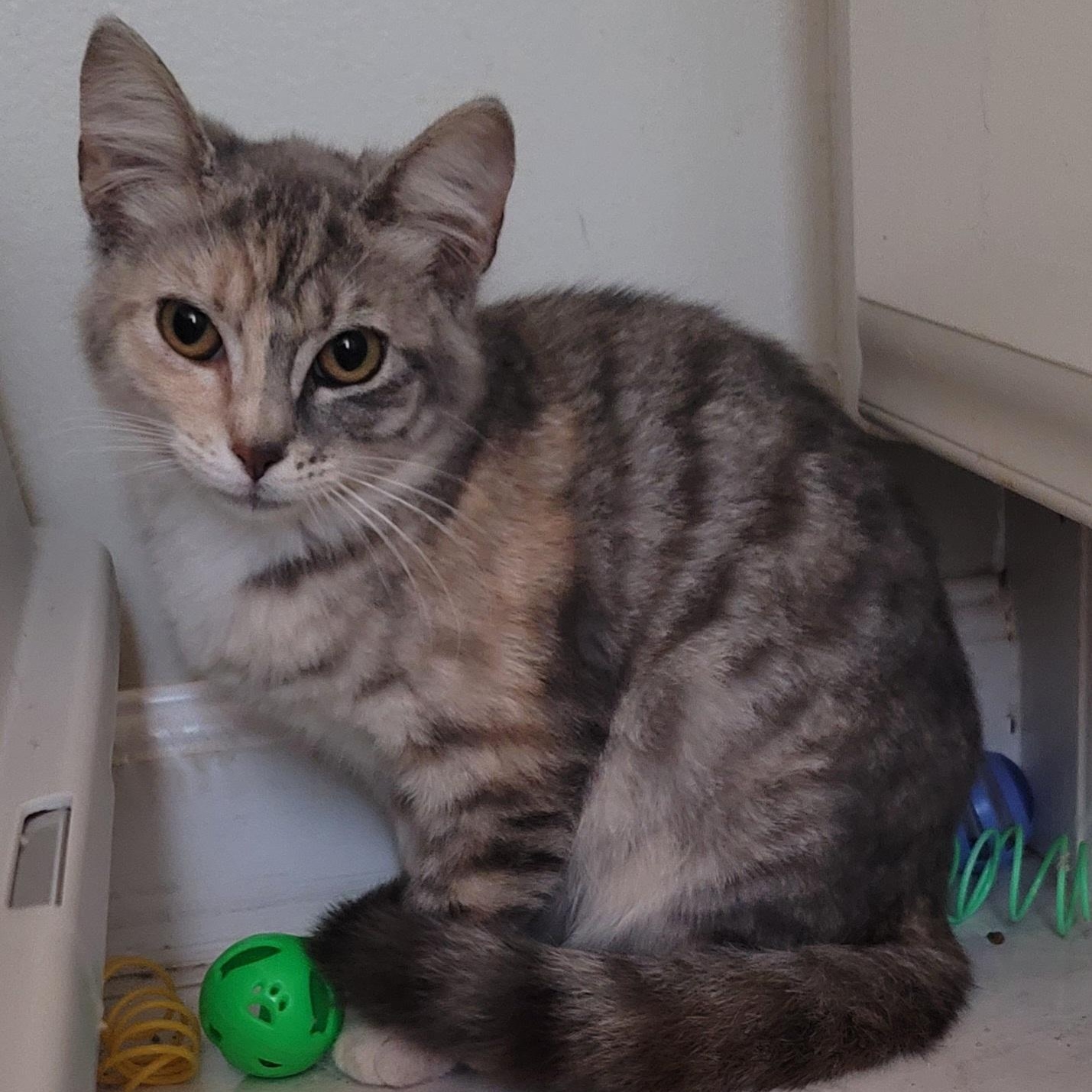 Rey, an adopted mixed breed in Orlando, FL image 3/5