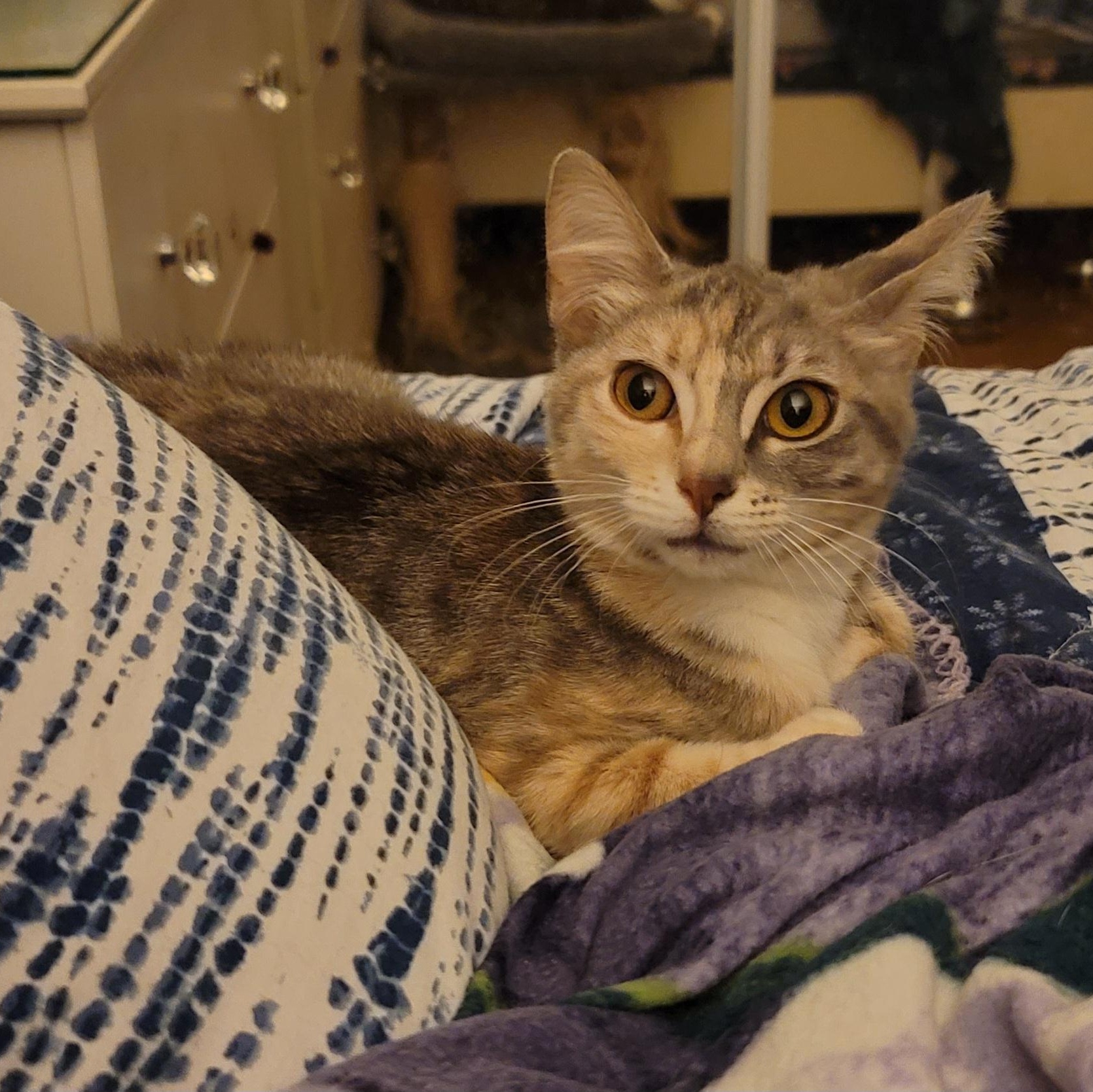 Rey, an adopted mixed breed in Orlando, FL image 1/5
