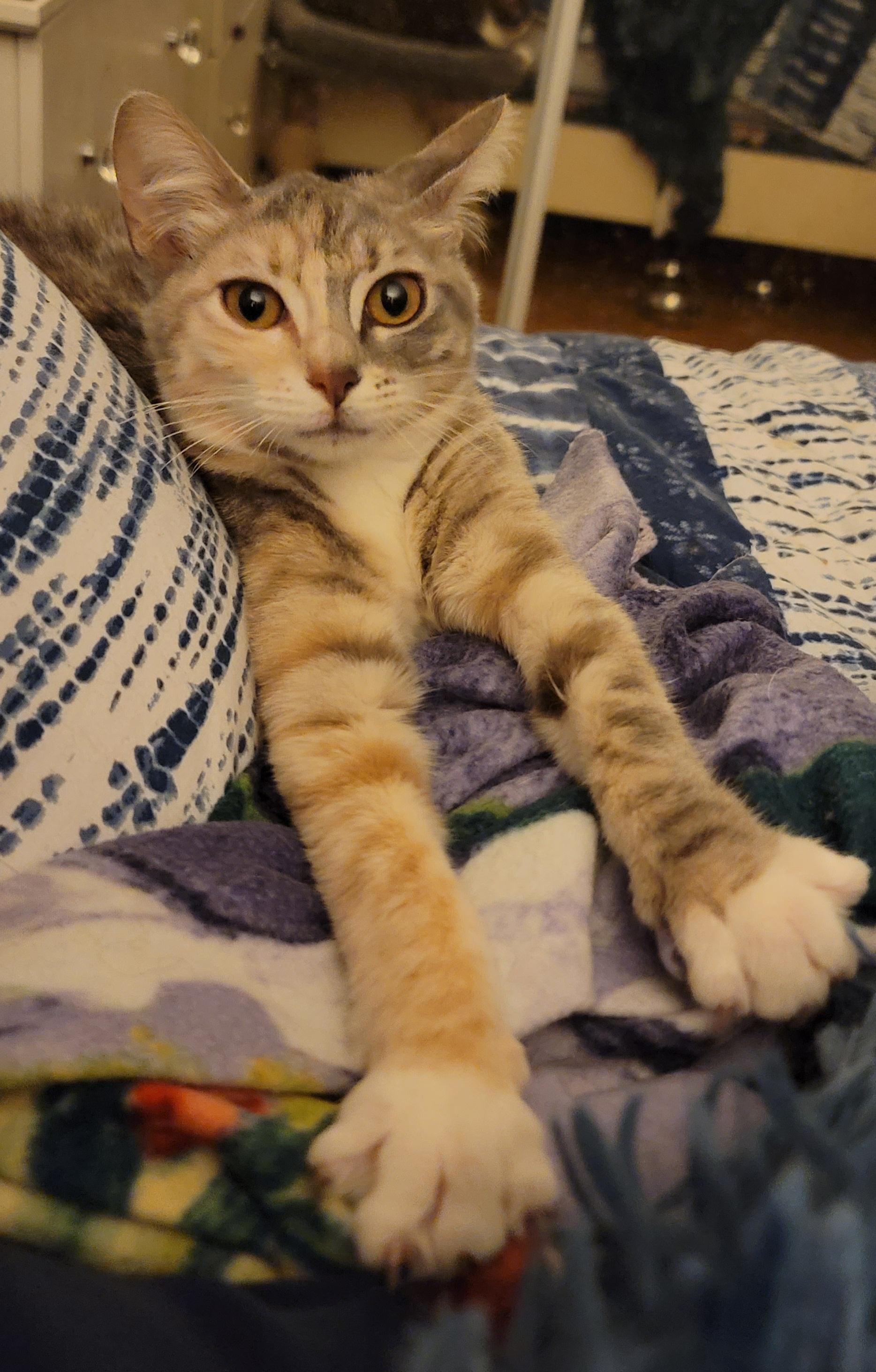 Rey, an adopted mixed breed in Orlando, FL image 2/5