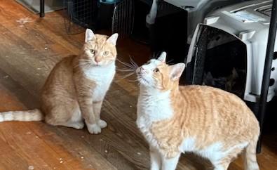 Tater Tots And Merlin, Adoptable, Adult Male Domestic Short Hair.