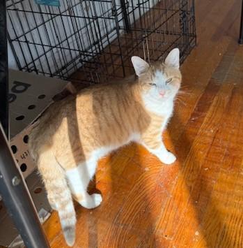 Enlarge Tater Tots and Merlin, a ADOPTABLE Domestic Short Hair in New York, NY image 4/6