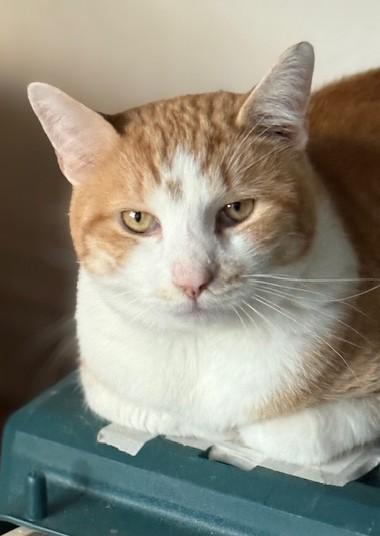 Enlarge Tater Tots and Merlin, a ADOPTABLE Domestic Short Hair in New York, NY image 2/6