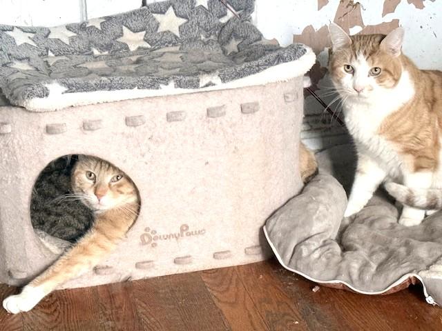 Enlarge Tater Tots and Merlin, a ADOPTABLE Domestic Short Hair in New York, NY image 6/6