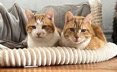 Tater Tots and Merlin, ADOPTABLE, Adult Male Domestic Short Hair.