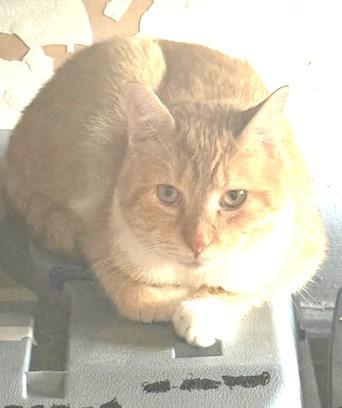 Tater Tots And Merlin, a Adoptable Domestic Short Hair in New York, NY image 5/6