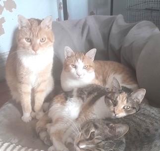 Enlarge Tater Tots and Merlin, a ADOPTABLE Domestic Short Hair in New York, NY image 5/6