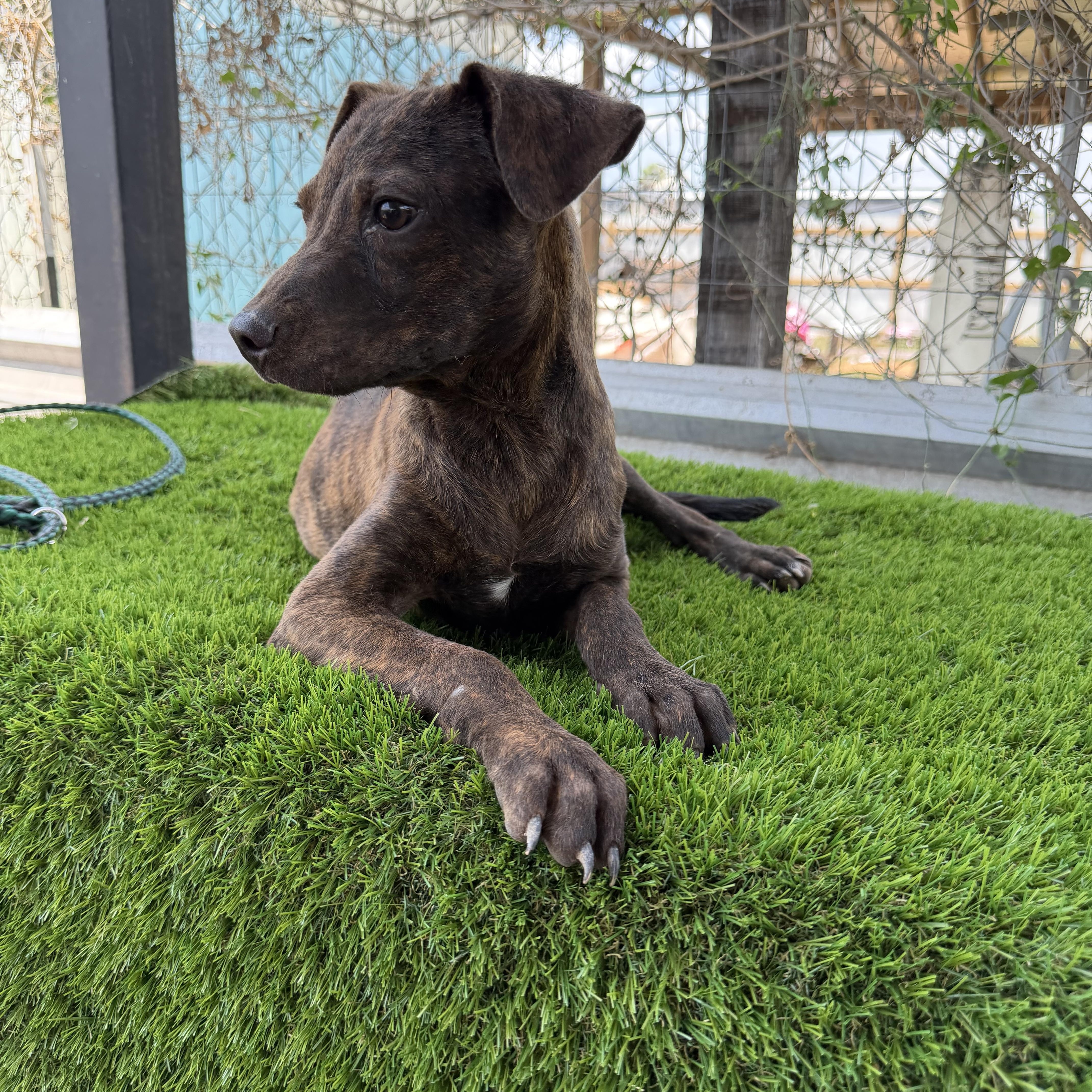 Enlarge Wyatt, a Adoptable mixed breed in Scarsdale, NY image 3/4
