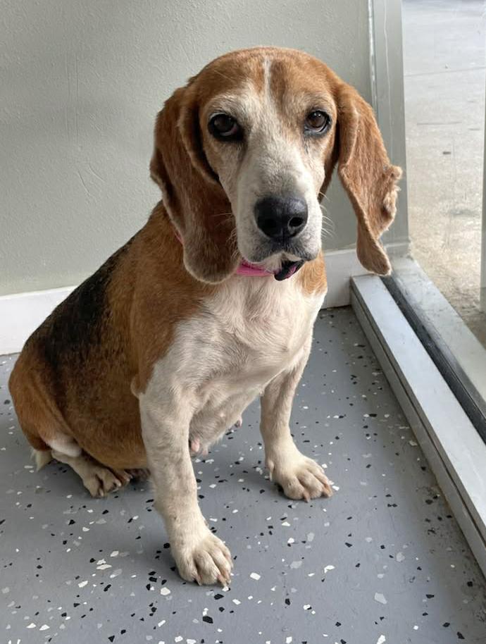 Enlarge Maggie Moo, a Adoptable mixed breed in Milton, FL image 5/6