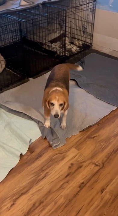 Enlarge Maggie Moo, a Adoptable mixed breed in Milton, FL video 6/6