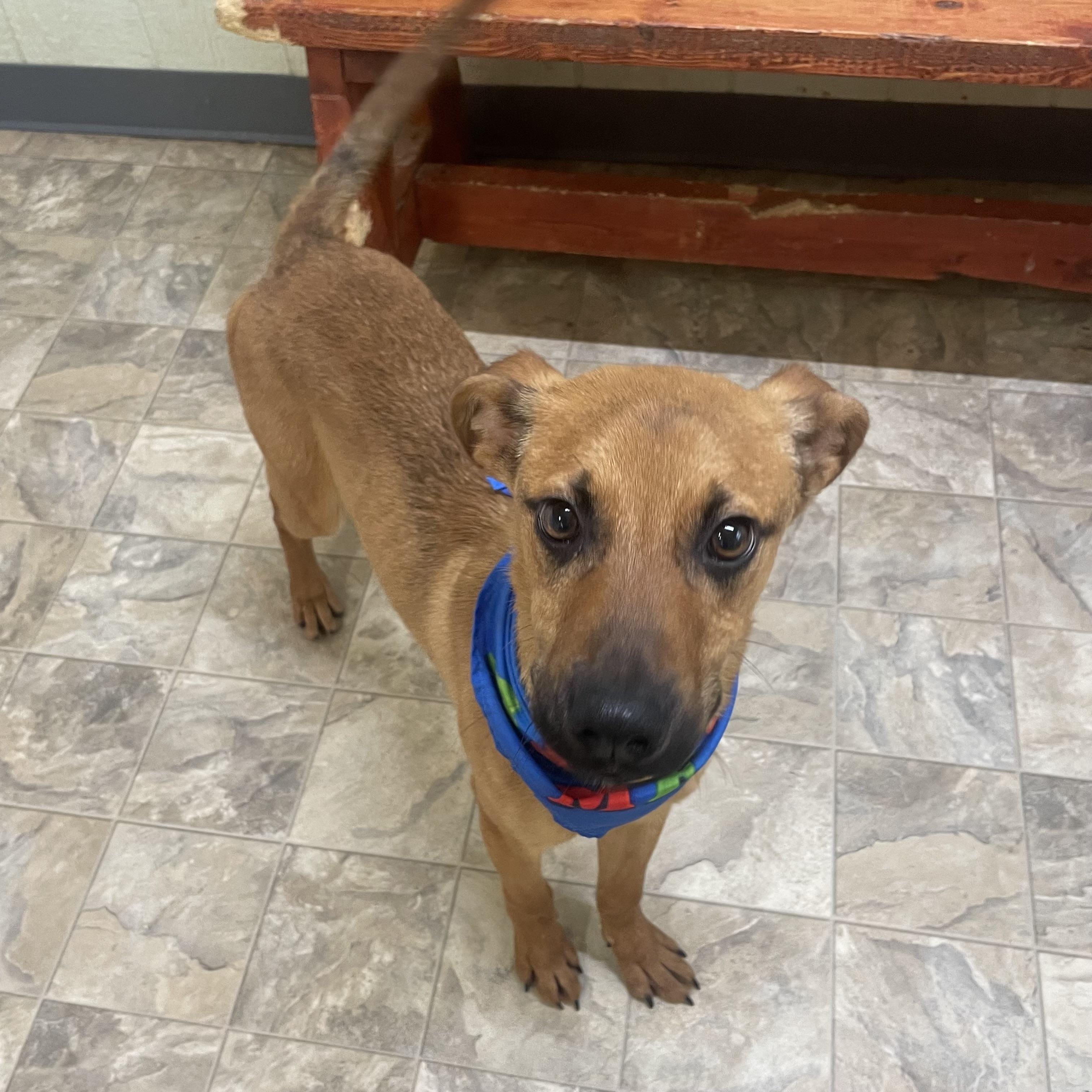 Enlarge Clarke, a ADOPTABLE mixed breed in Pilot Point, TX image 2/2