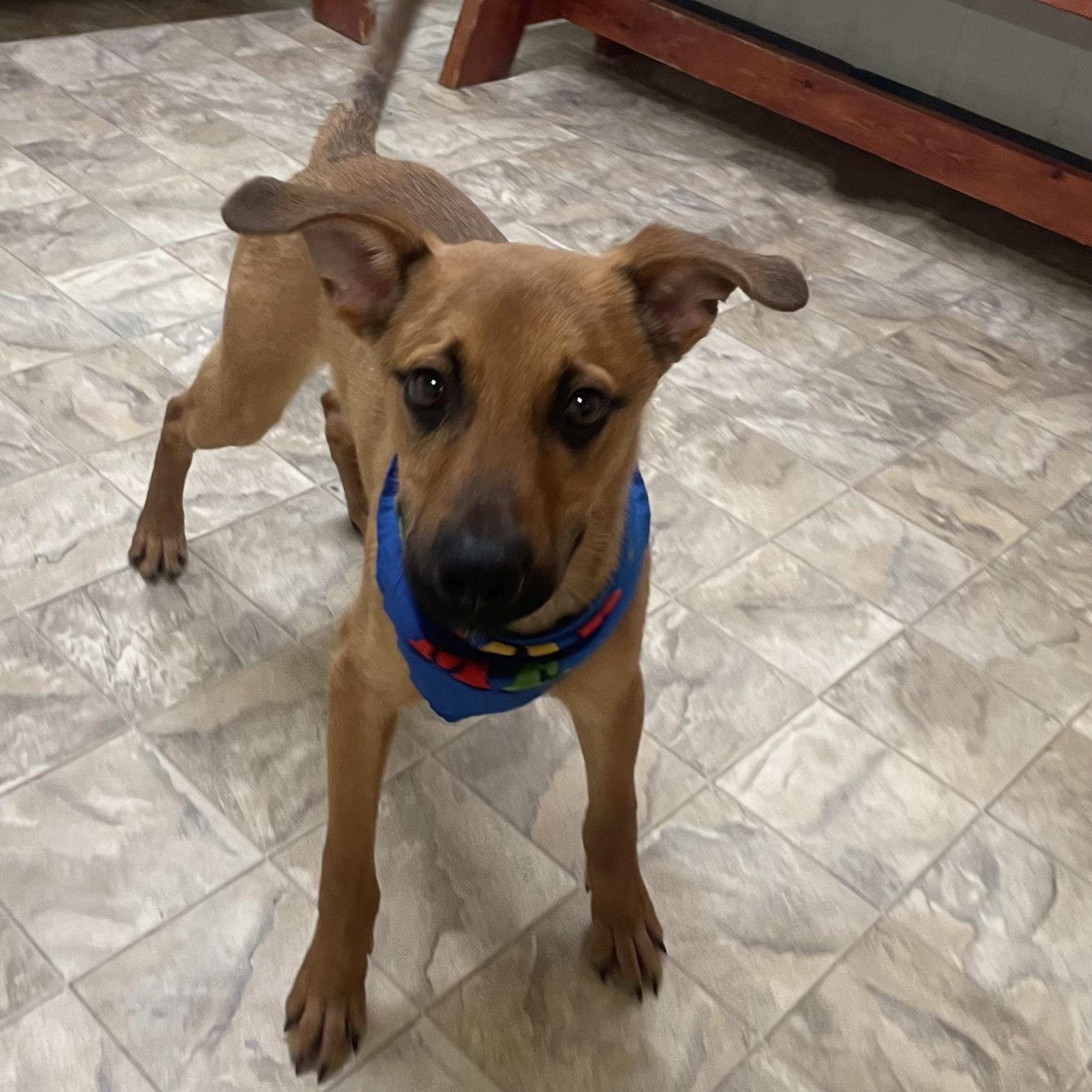 Clarke, ADOPTABLE, Young Male Shepherd.