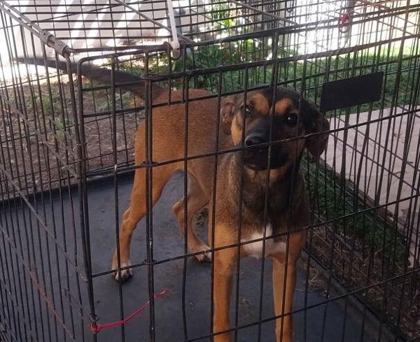 Enlarge karla, a Adoptable mixed breed in Cleveland, TN image 1/1