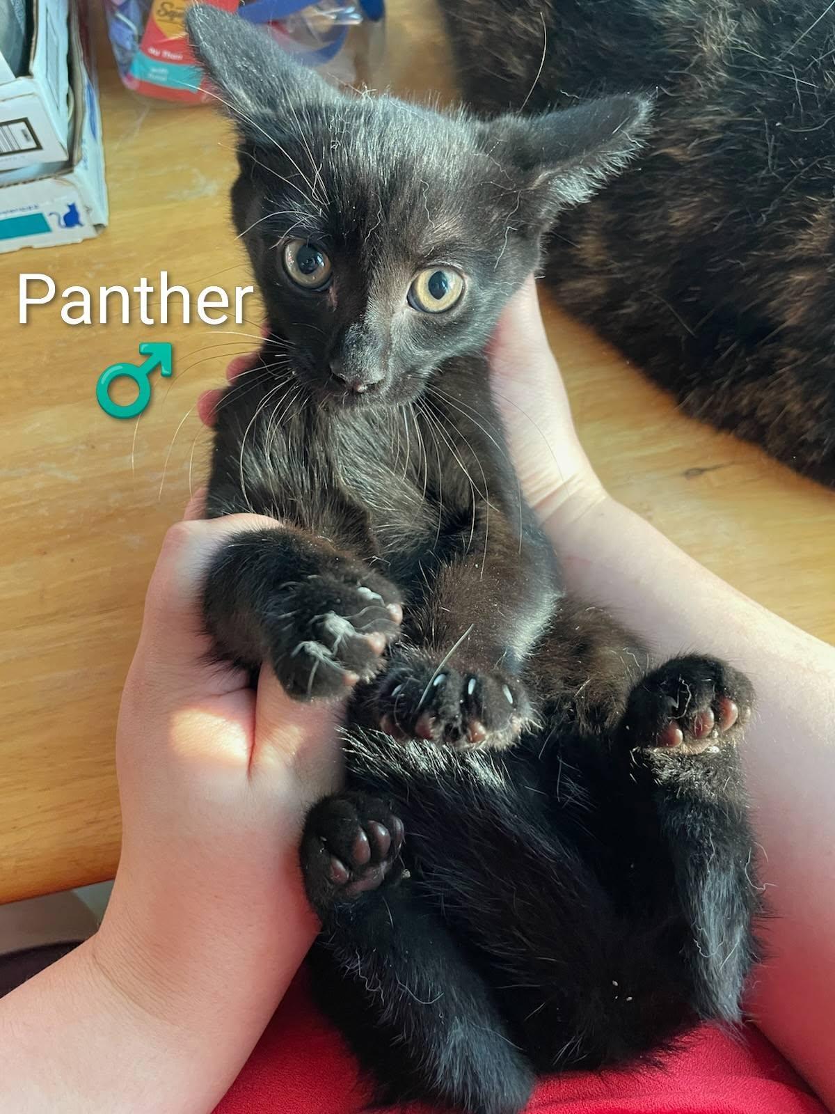 Panther - Kitten, Adoptable, Kitten Male Domestic Short Hair.