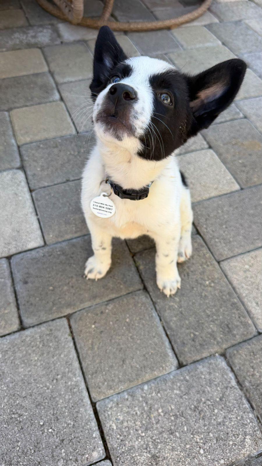 Enlarge Phoebe, a Adoptable Australian Cattle Dog / Blue Heeler in Los Angeles, CA image 3/6