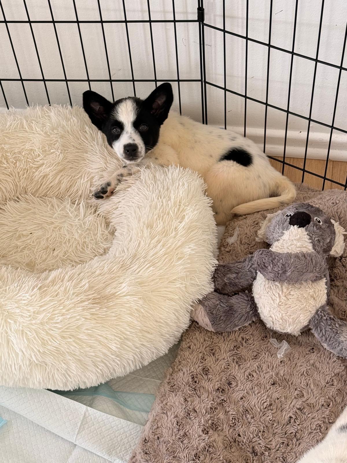 Enlarge Phoebe, a Adoptable Australian Cattle Dog / Blue Heeler in Los Angeles, CA image 5/6