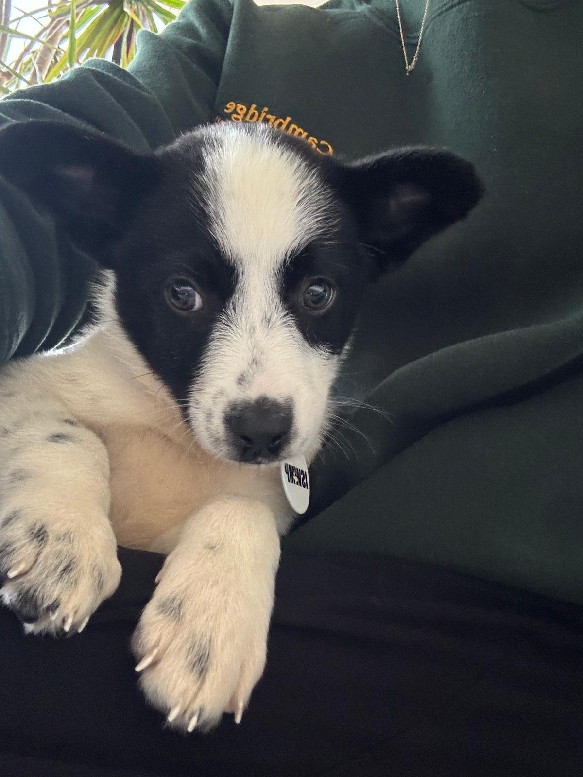 Enlarge Phoebe, a Adoptable Australian Cattle Dog / Blue Heeler in Los Angeles, CA image 4/6