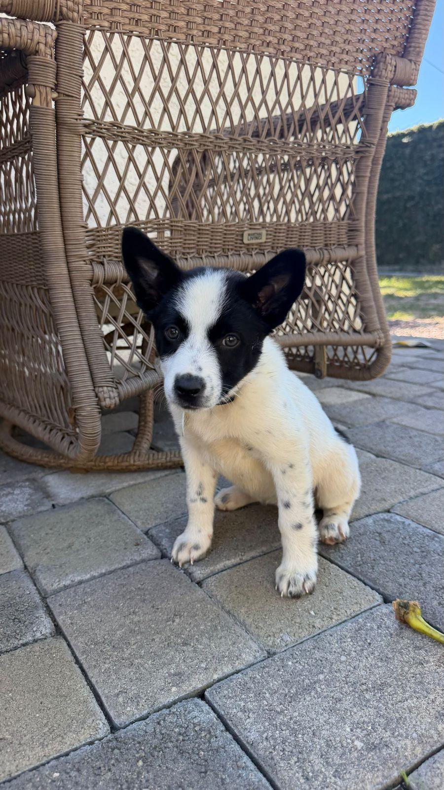 Enlarge Phoebe, a Adoptable Australian Cattle Dog / Blue Heeler in Los Angeles, CA image 1/6