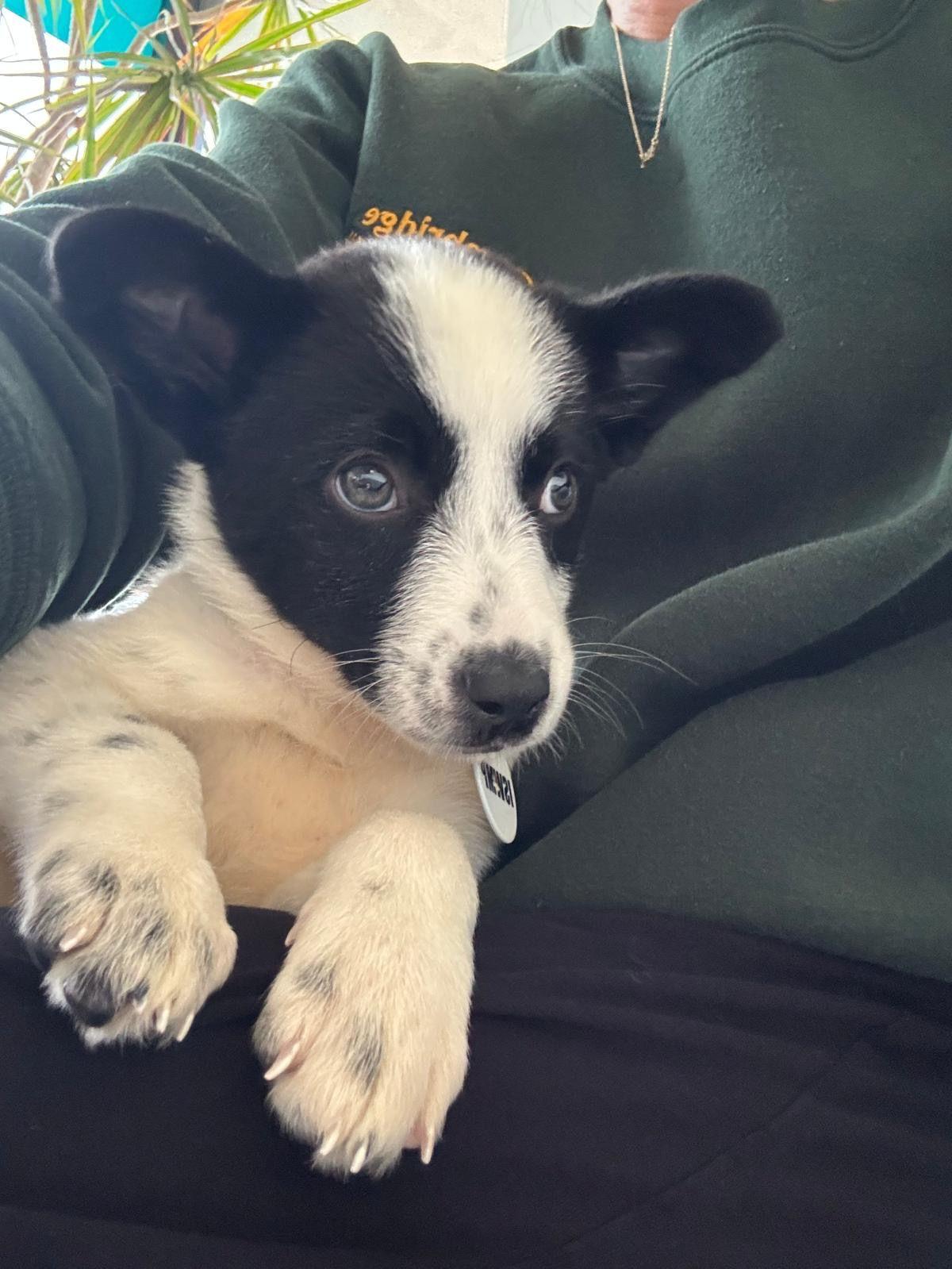 Enlarge Phoebe, a Adoptable Australian Cattle Dog / Blue Heeler in Los Angeles, CA image 6/6