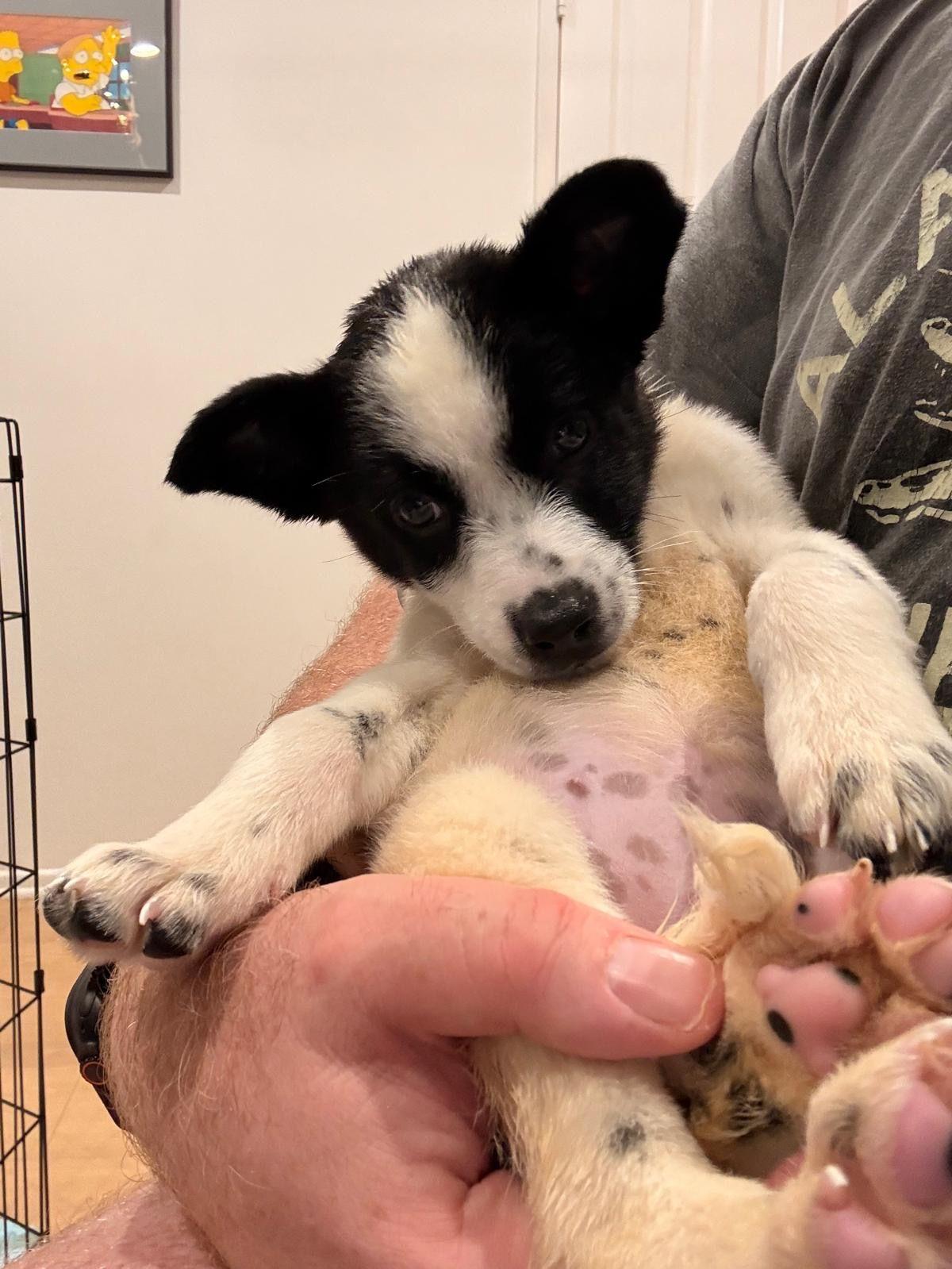Enlarge Phoebe, a Adoptable Australian Cattle Dog / Blue Heeler in Los Angeles, CA image 2/6