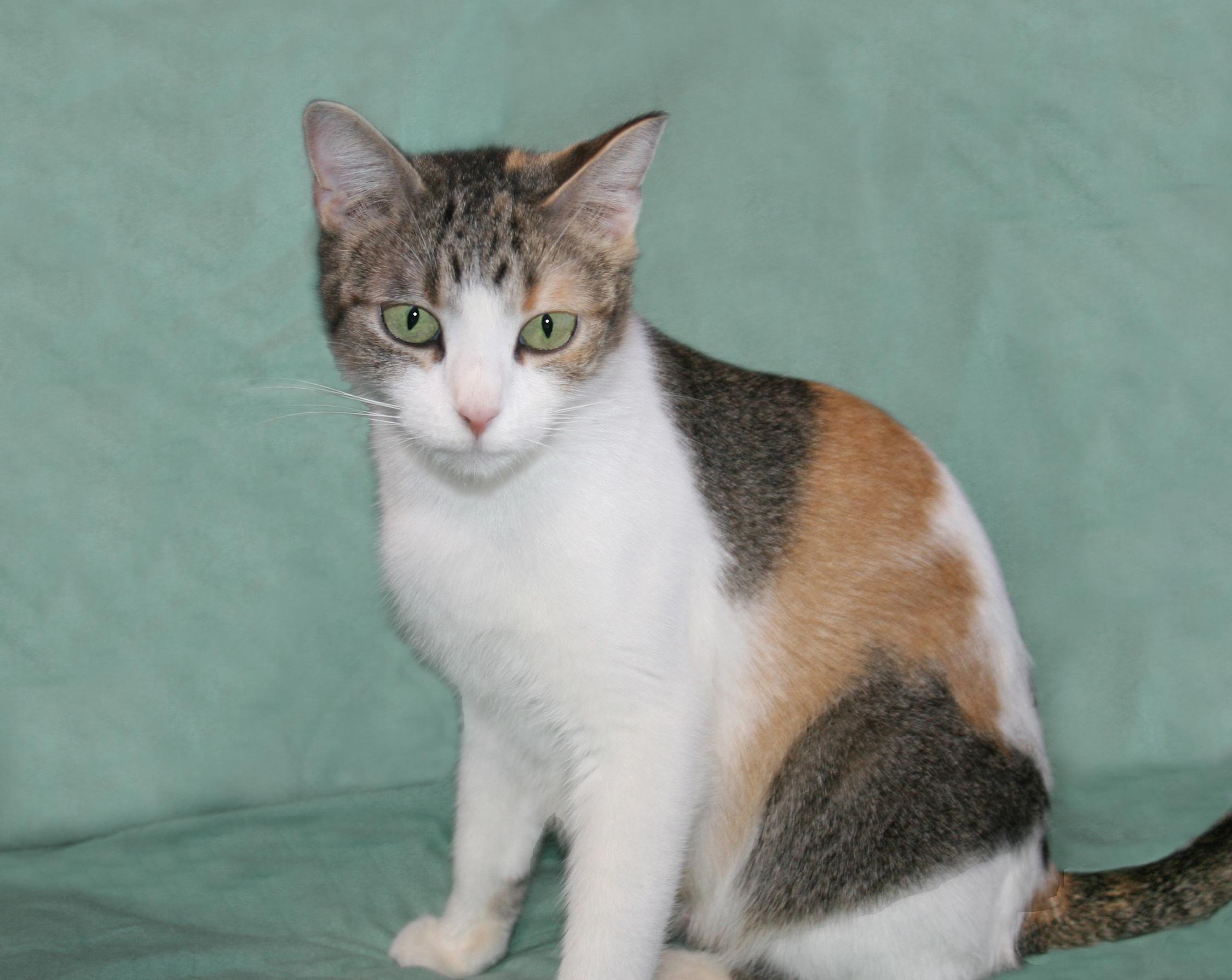 Summer, a ADOPTABLE mixed breed in Victoria, MN image 2/4