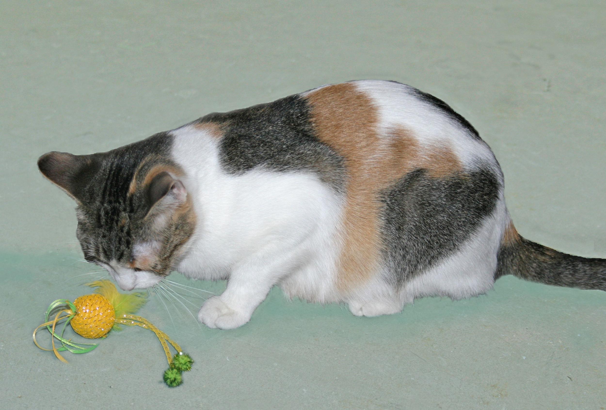 Summer, a ADOPTABLE mixed breed in Victoria, MN image 3/4