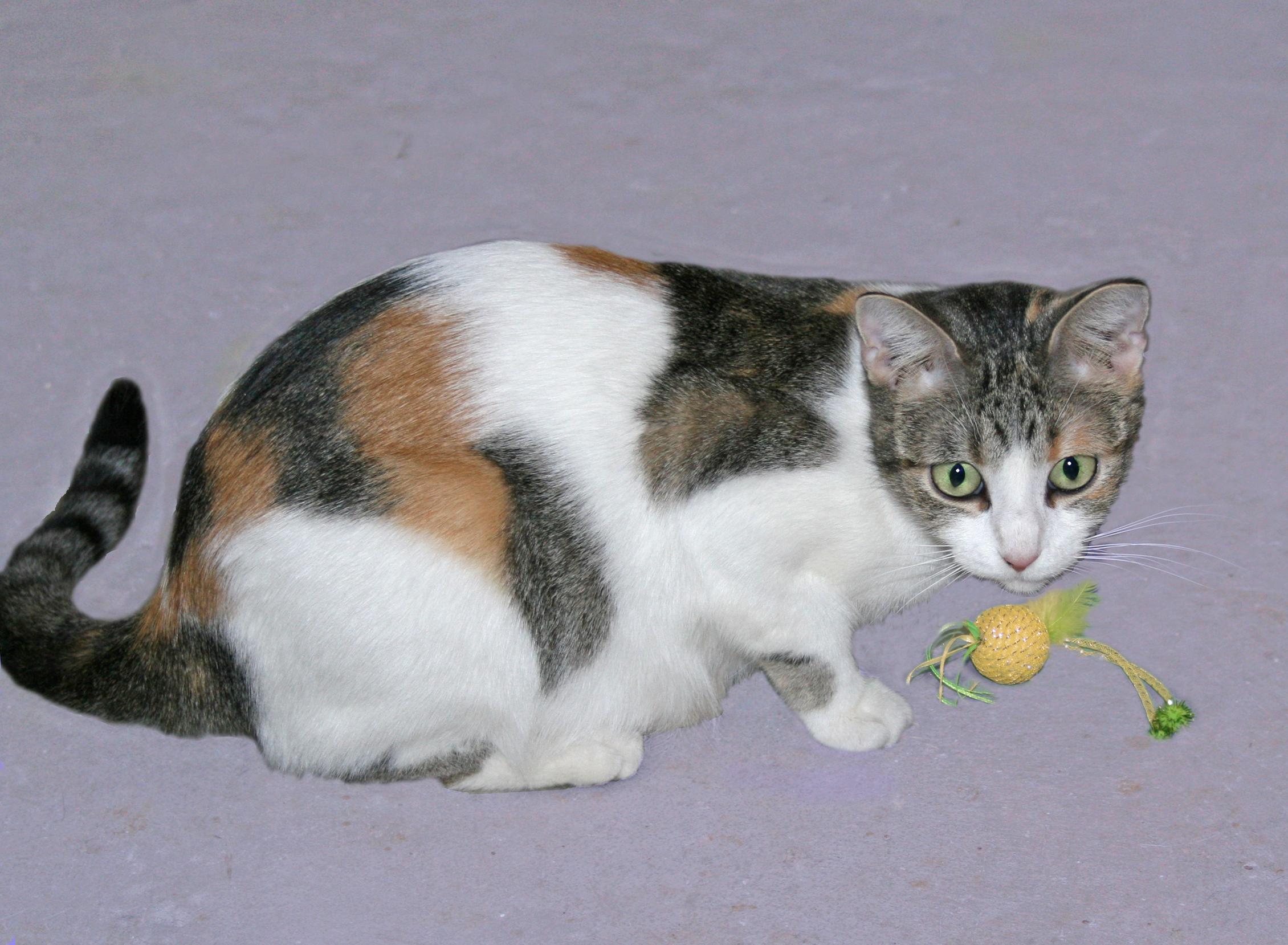 Summer, ADOPTABLE, Adult Female Domestic Short Hair & Tabby.