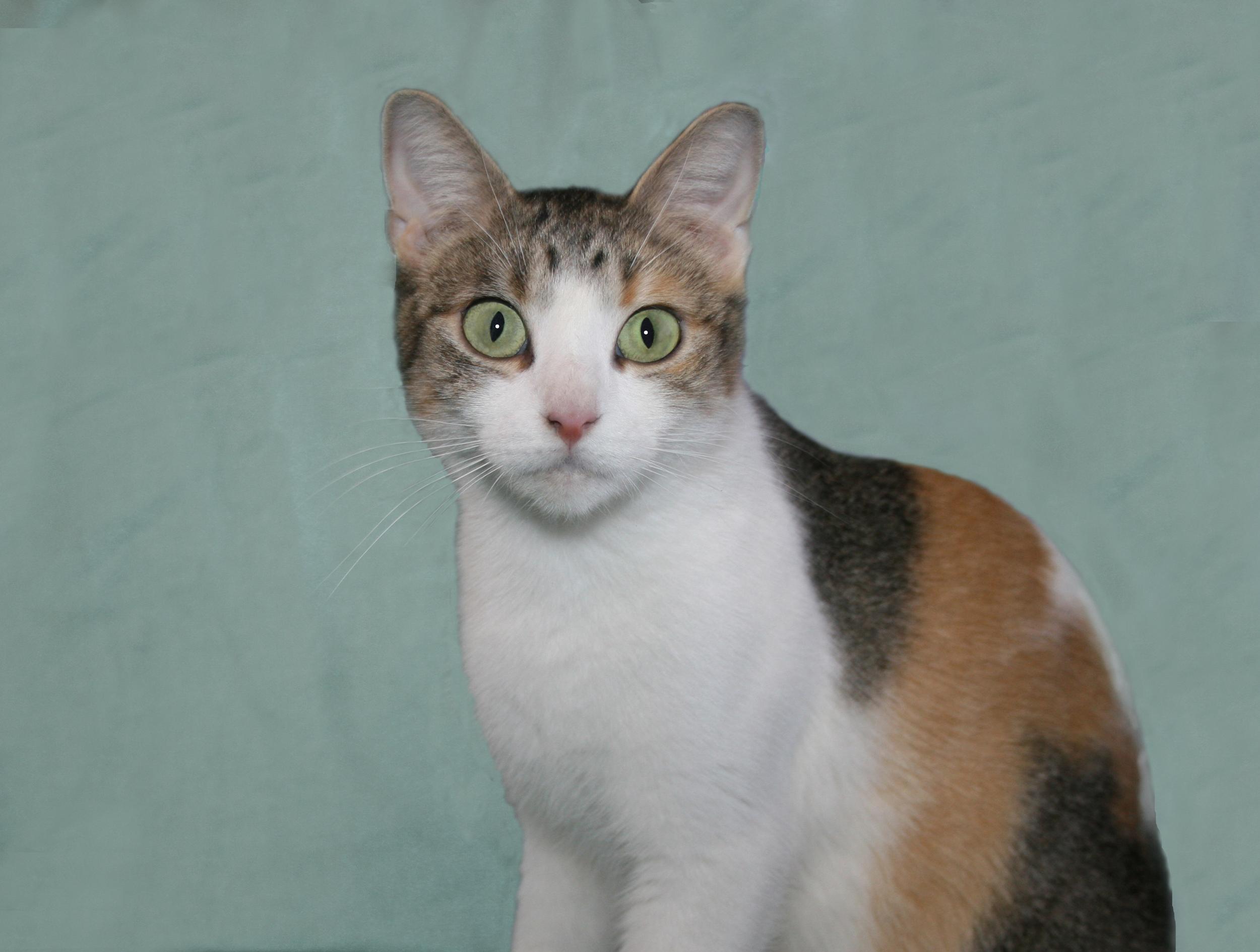 Summer, a ADOPTABLE mixed breed in Victoria, MN image 4/4