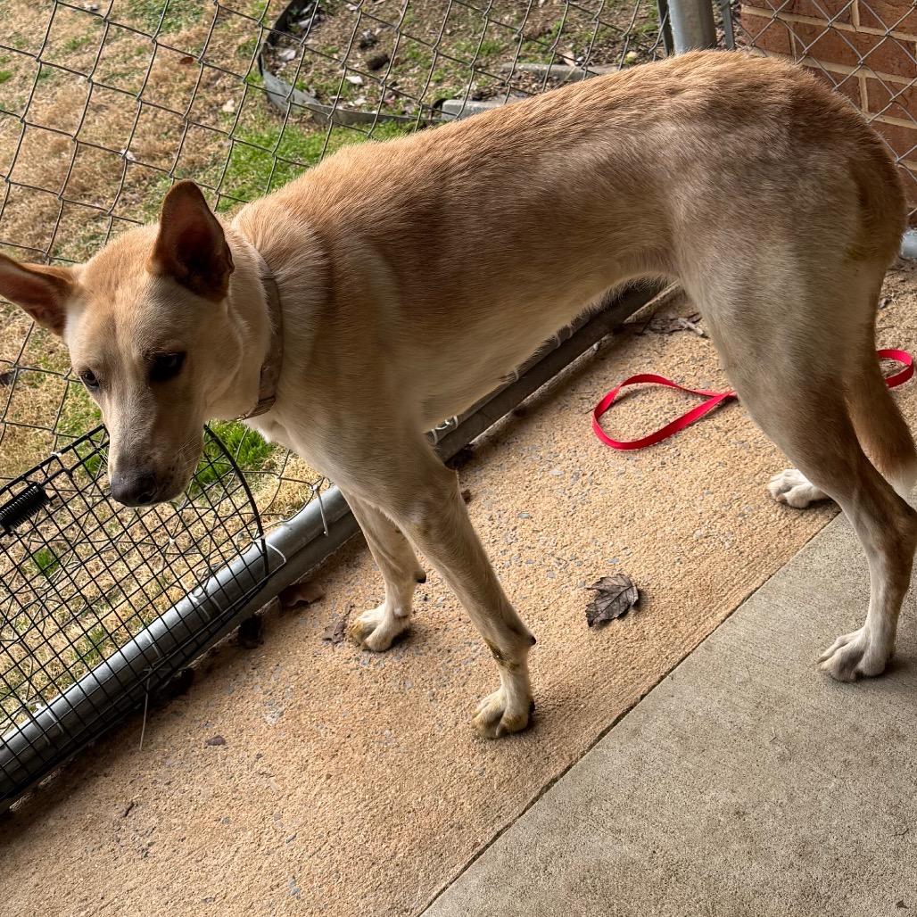 Kaya — thumbnail 2