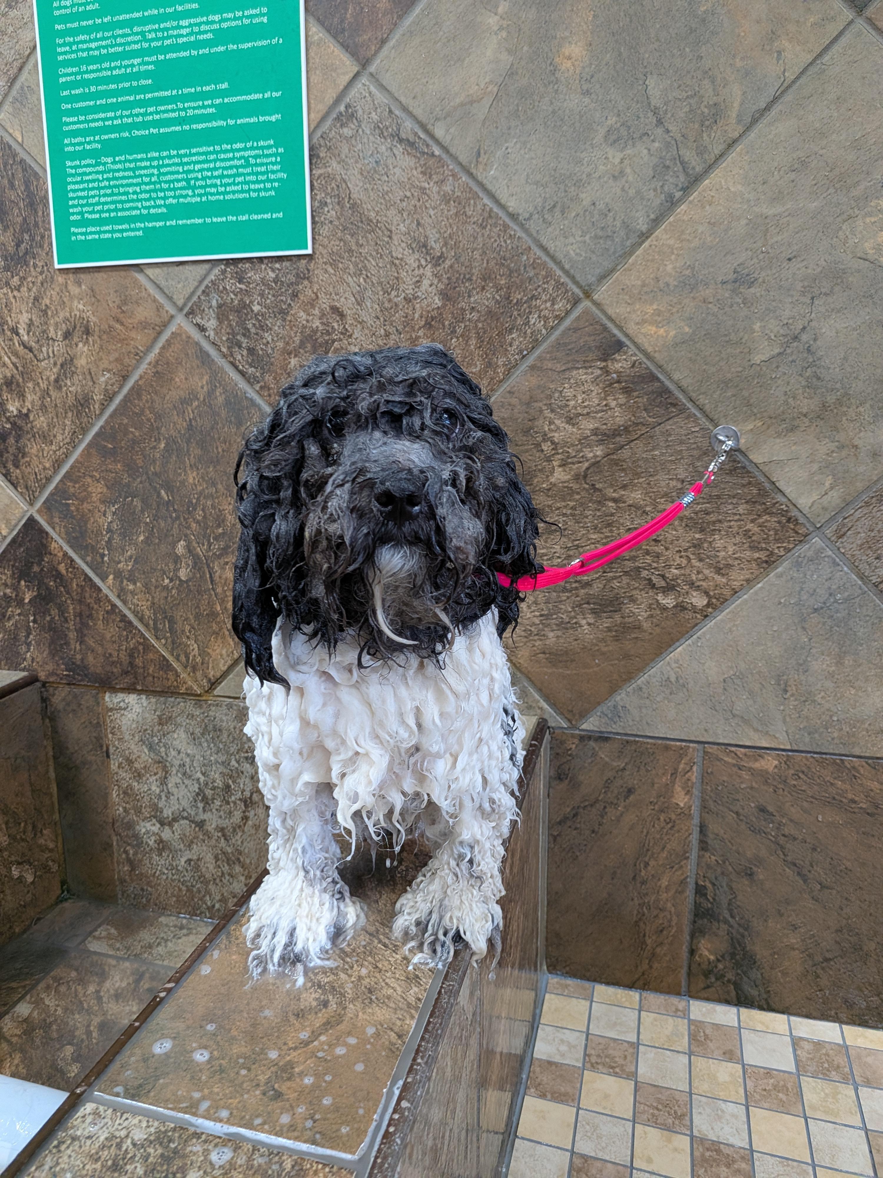 Enlarge Biscuit, a Adoptable mixed breed in Bloomfield, CT image 3/3