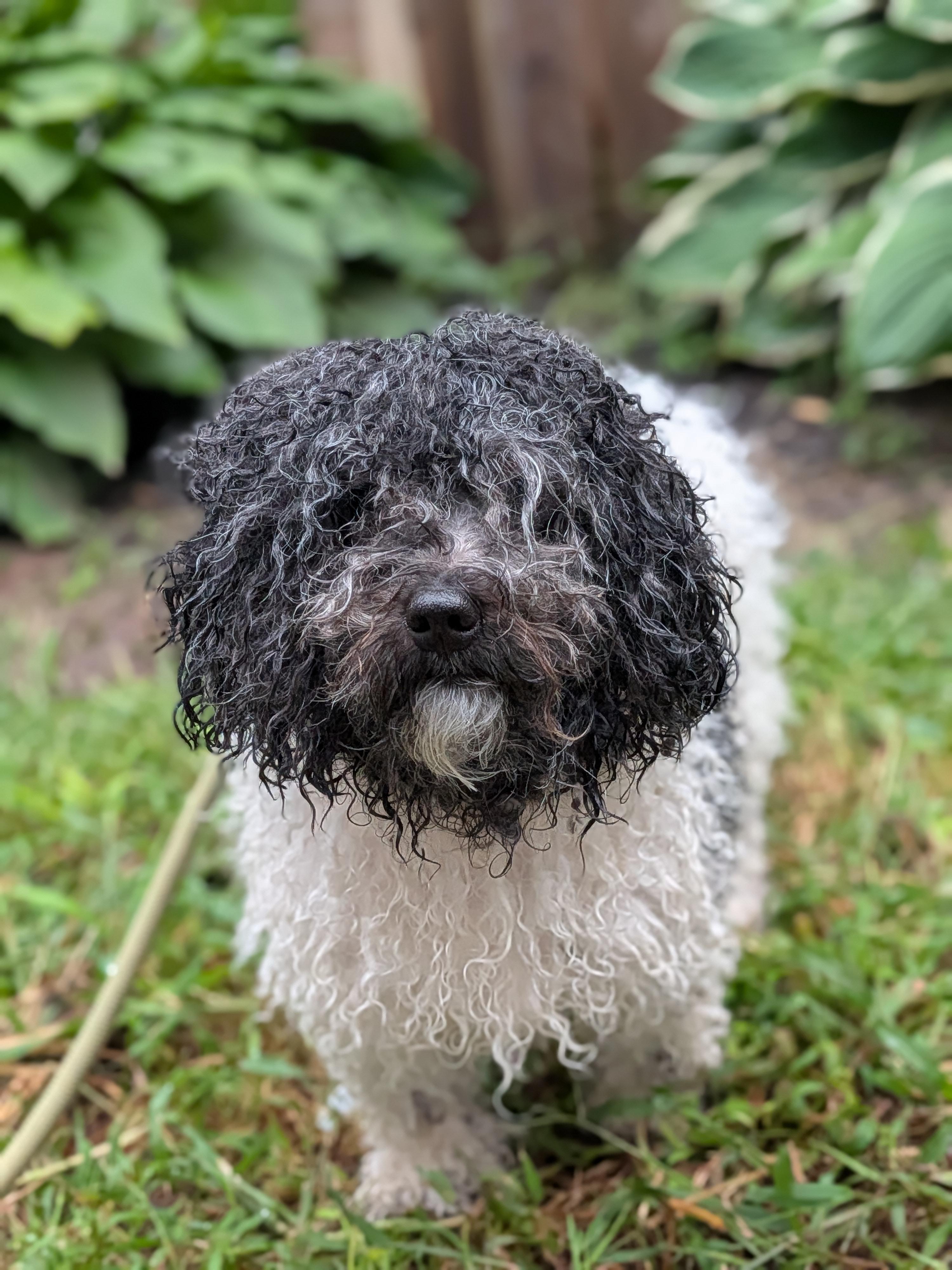 Enlarge Biscuit, a Adoptable mixed breed in Bloomfield, CT image 2/3