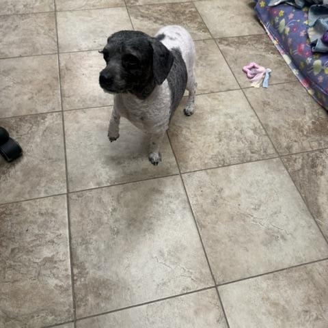 Biscuit, Adoptable, Adult Male Poodle (Toy).