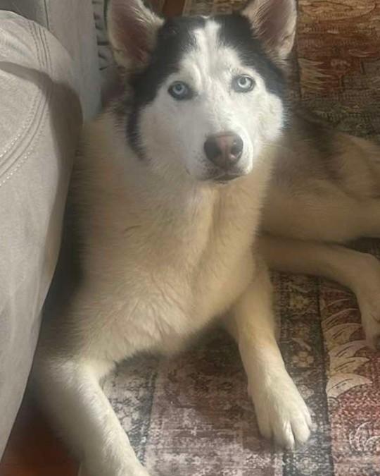 Aspen, ADOPTABLE, Young Male Husky.