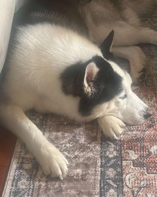 Enlarge Aspen, a ADOPTABLE Husky in Egg Harbor City, NJ image 2/4