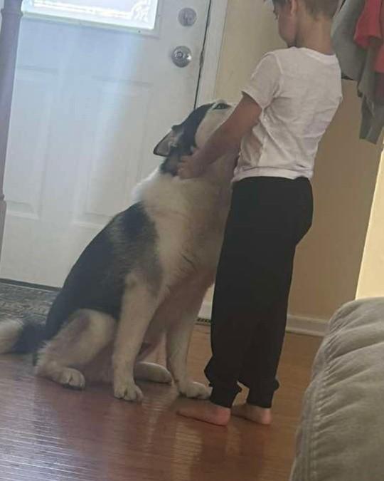 Enlarge Aspen, a ADOPTABLE Husky in Egg Harbor City, NJ image 4/4