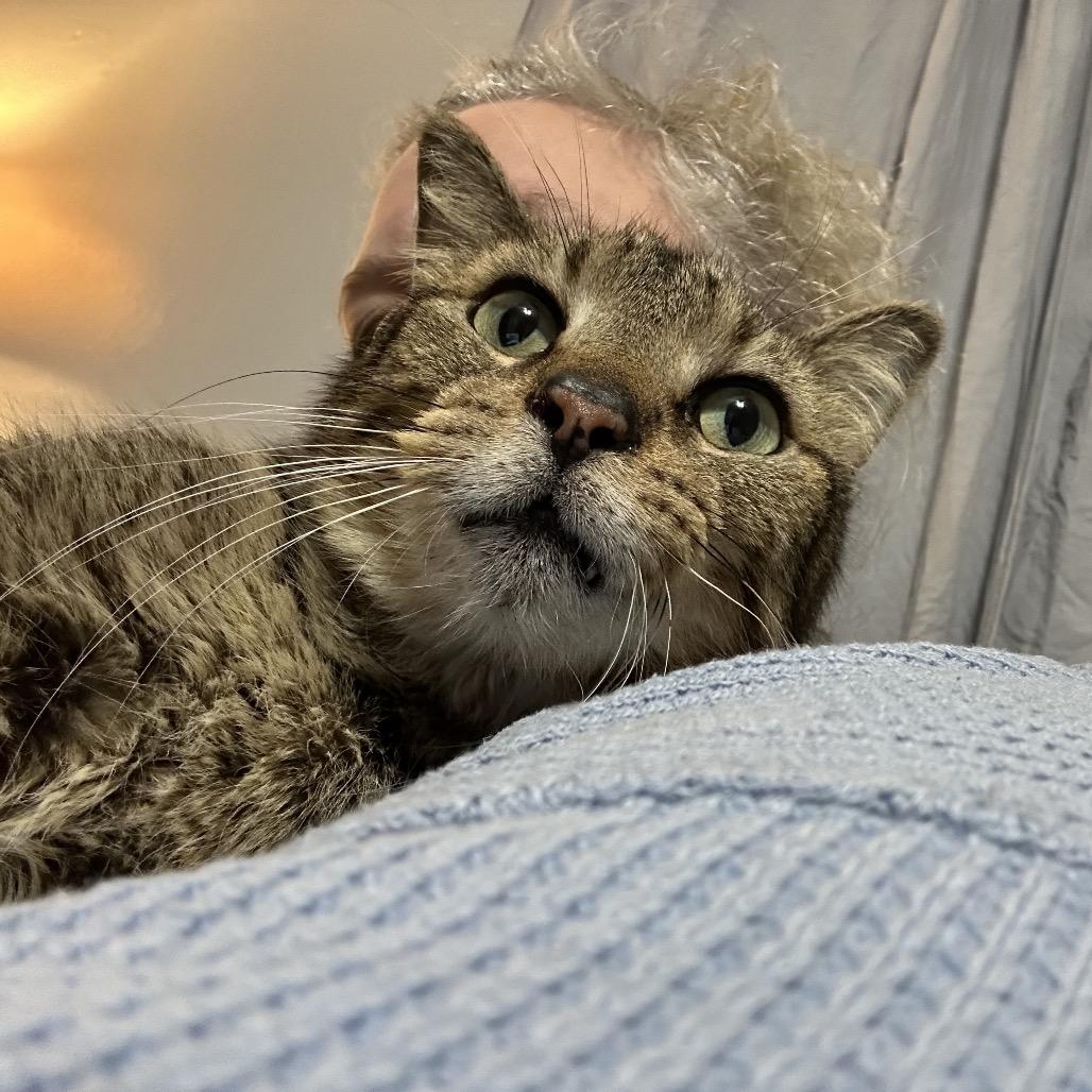 Hank, Adoptable, Senior Male Domestic Short Hair.