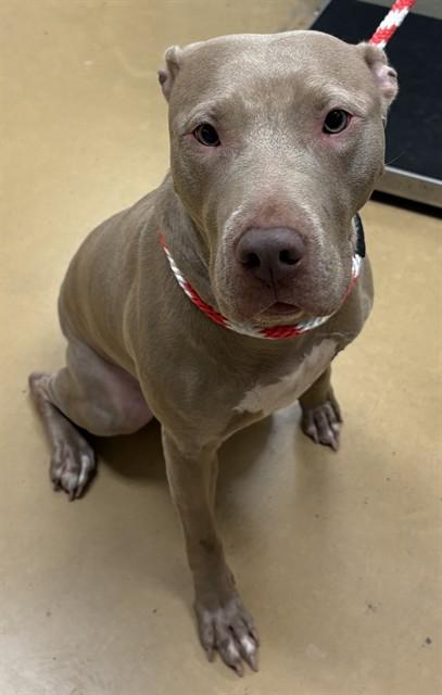 Enlarge SOPHIA, a Adoptable mixed breed in Minneapolis, MN image 1/1