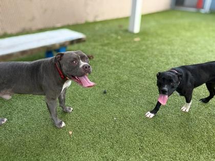 Enlarge Biggie, a Adoptable mixed breed in Gainesville, FL image 1/3