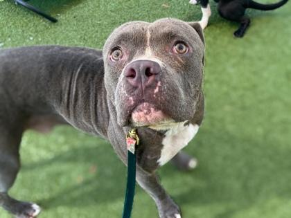 Enlarge Biggie, a Adoptable mixed breed in Gainesville, FL image 2/3