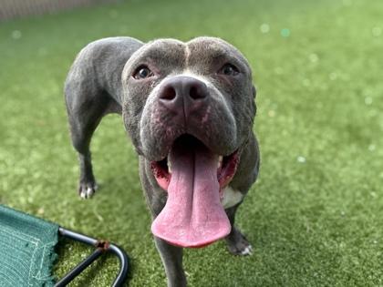 Enlarge Biggie, a Adoptable mixed breed in Gainesville, FL image 3/3