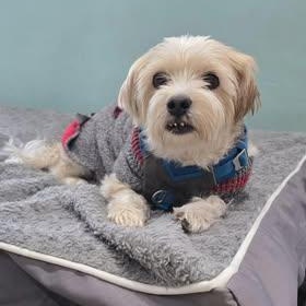 Orie, adopted, Senior Male Maltese.