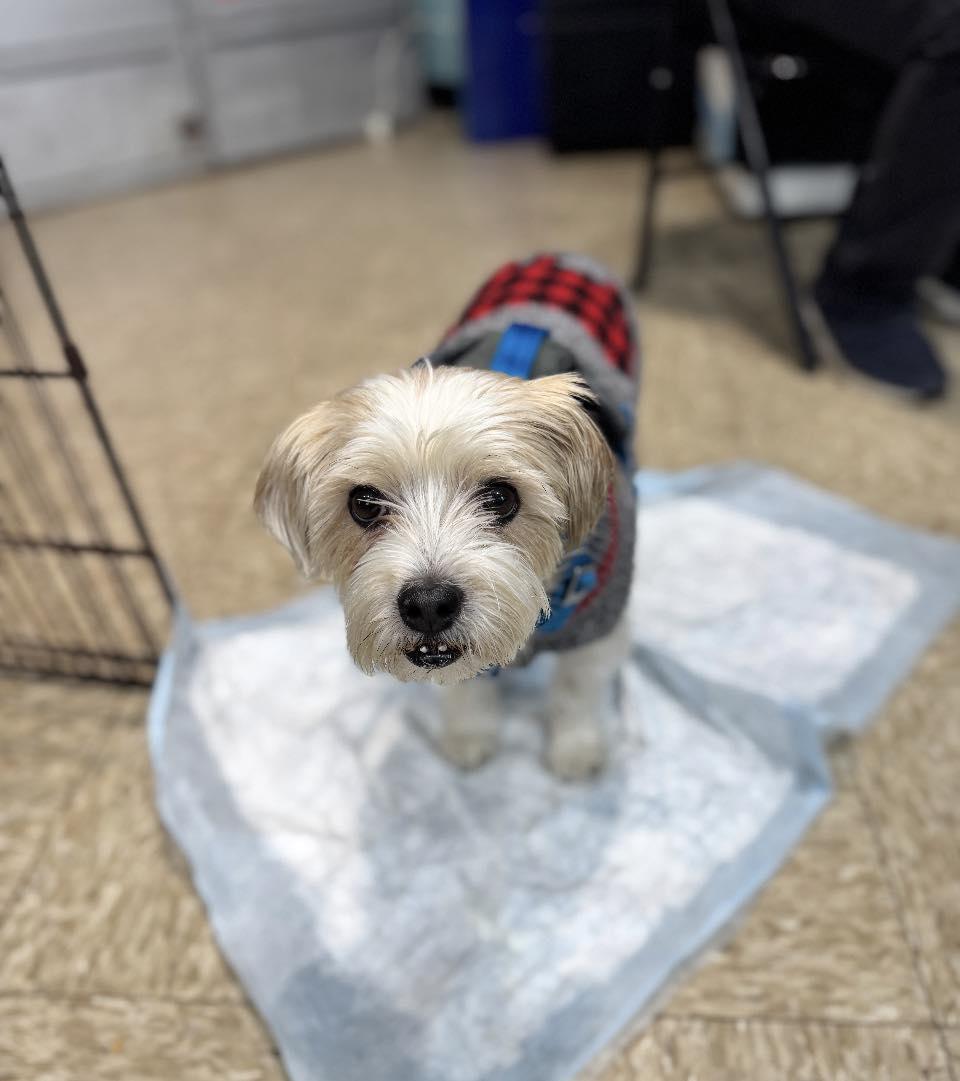 Orie — thumbnail 2