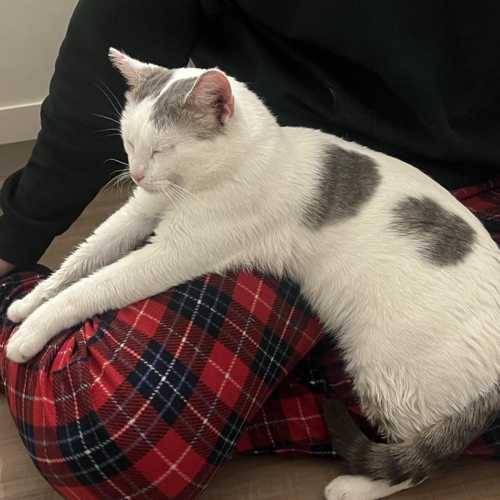 Wonka, Adult Male Domestic Short Hair