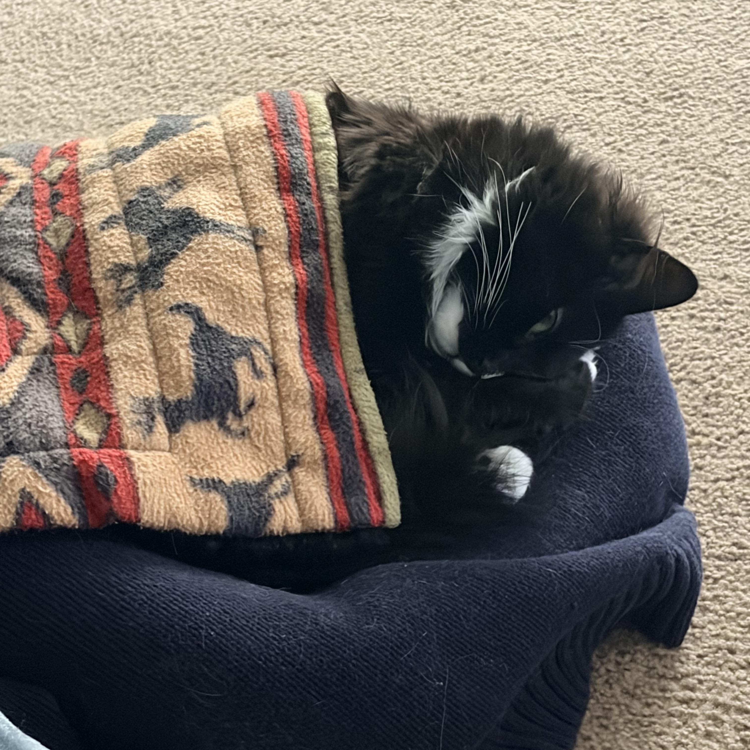 Enlarge Princess Donut, an adoptable Domestic Long Hair in Rockford, MI image 6/6