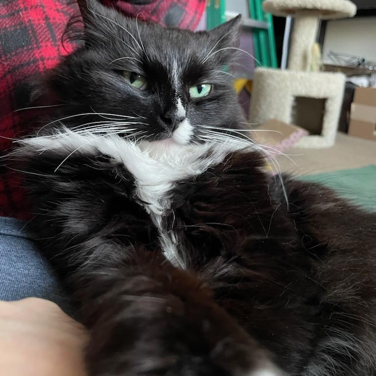 Enlarge Princess Donut, an adoptable Domestic Long Hair in Rockford, MI image 6/6