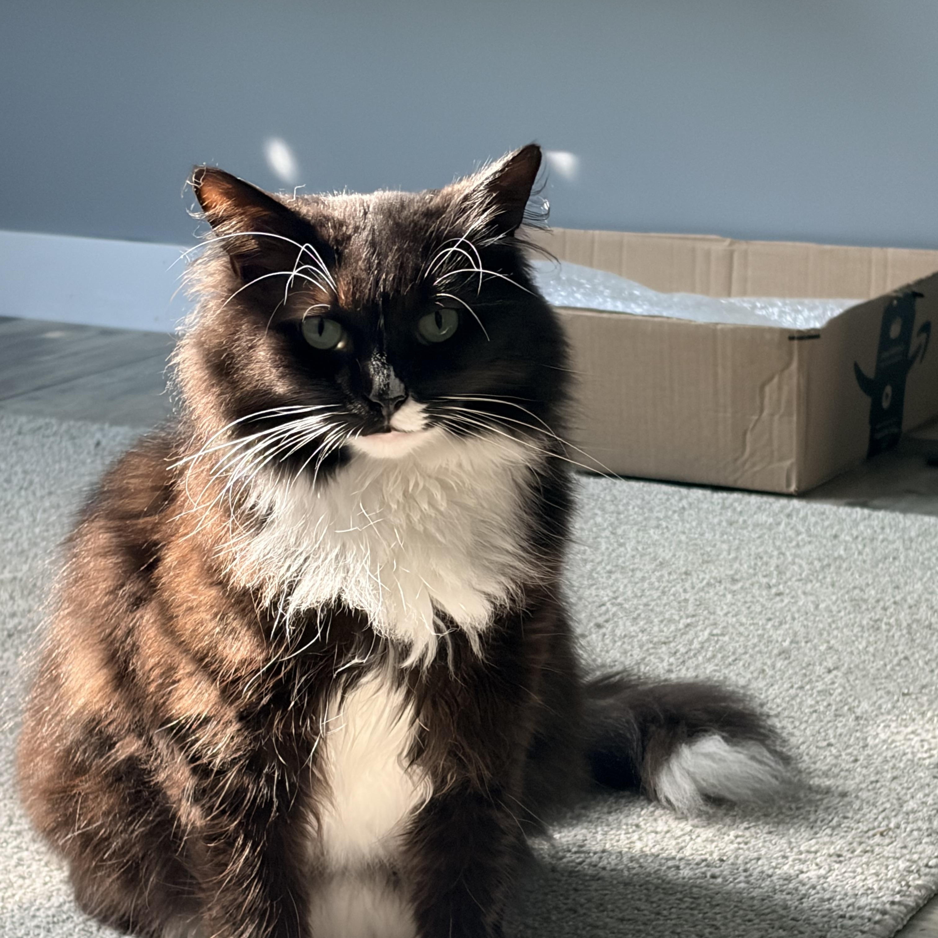 Enlarge Princess Donut, an adoptable Domestic Long Hair in Rockford, MI image 2/6