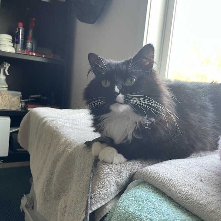 Enlarge Princess Donut, an adoptable Domestic Long Hair in Rockford, MI image 5/6