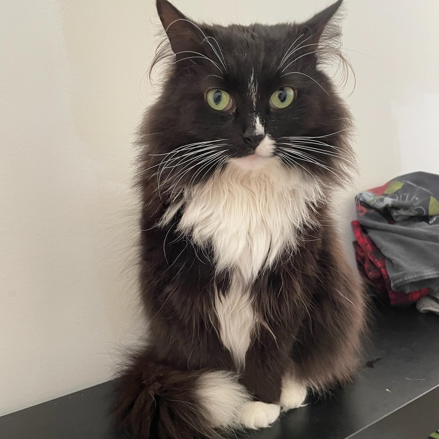 Enlarge Princess Donut, an adoptable Domestic Long Hair in Rockford, MI image 3/6