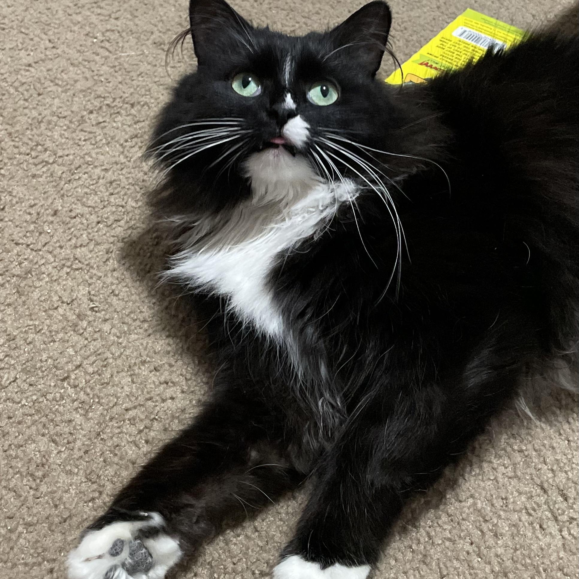 Enlarge Princess Donut, an adoptable Domestic Long Hair in Rockford, MI image 2/6