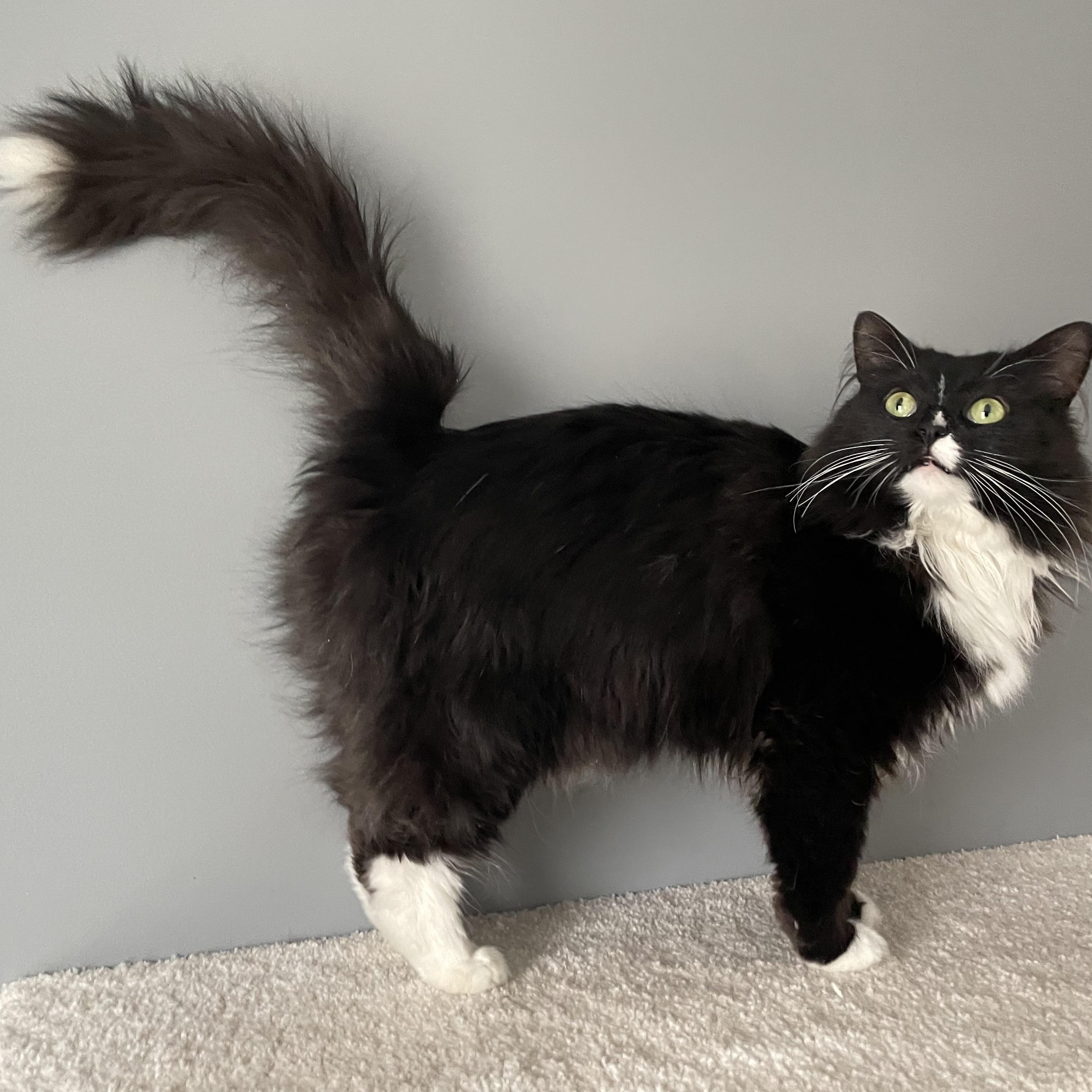 Princess Donut, adoptable, Adult Female Domestic Long Hair.