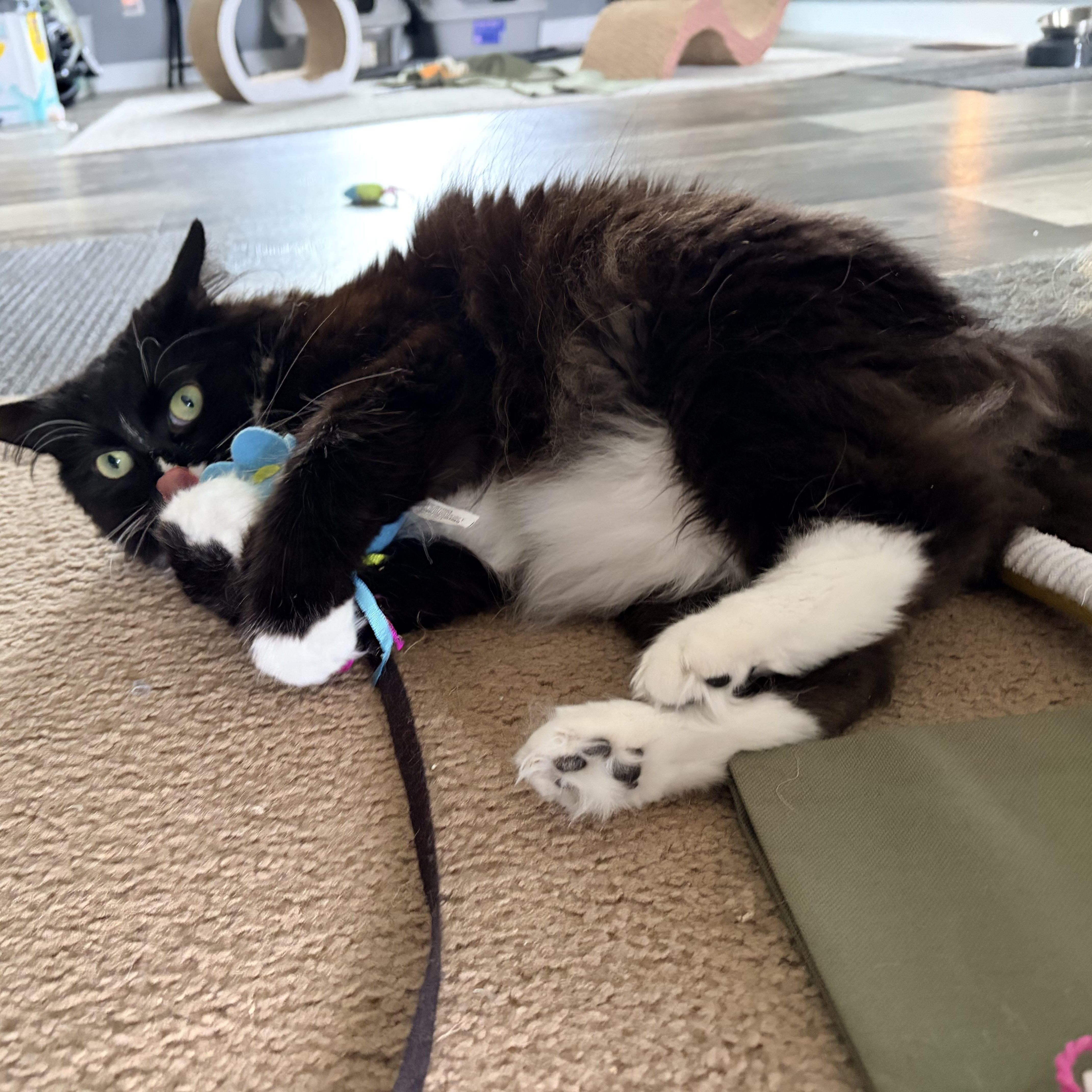 Princess Donut, adoptable, Adult Female Domestic Long Hair.